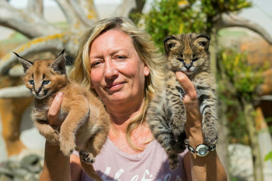 Zoochefin Bärbel Schroller (50) hat den wilden Nachwuchs voll im Griff: Karakal-Kater Cäsar (l.) und Serval-Mieze Sunny.
