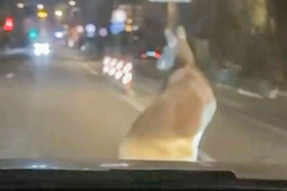 Plötzlich tauchte das Känguru auf der Straße auf.