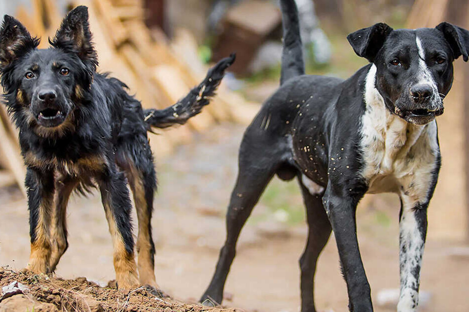 Laut Zeugen waren acht Hunde an der Attacke beteiligt (Symbolbild).