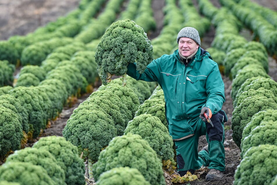 Gemüsegärtnermeister Thomas Rühl (60) sägt die Grünkohlbäumchen ab.