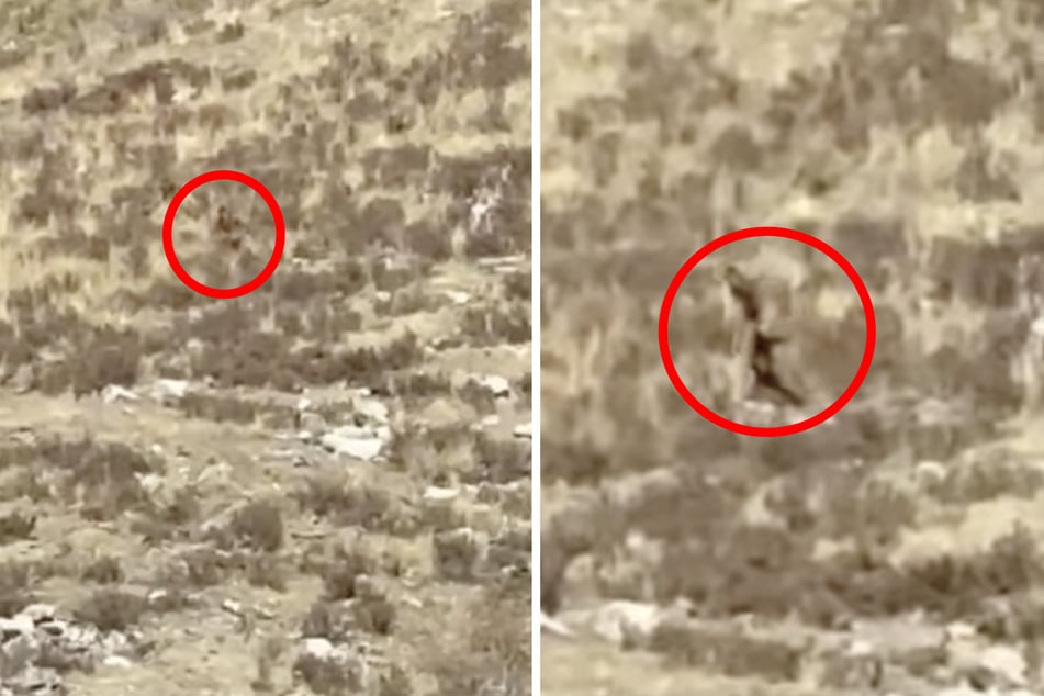 Diese Aufnahmen machte ein Paar aus Colorado auf seiner Fahrt mit einer Schmalspurbahn nahe Durango. Sieht man hier die Kreatur "Bigfoot"?