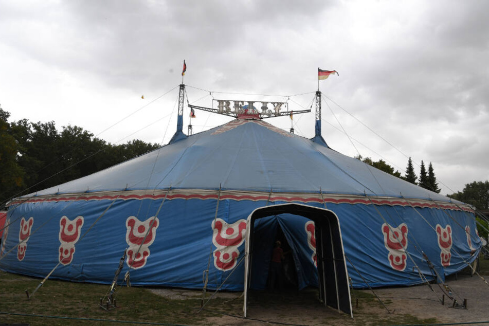 Die Kamele sind aus ihrem Gehege eines Zirkus in der Nähe entkommen. (Symbolbild)
