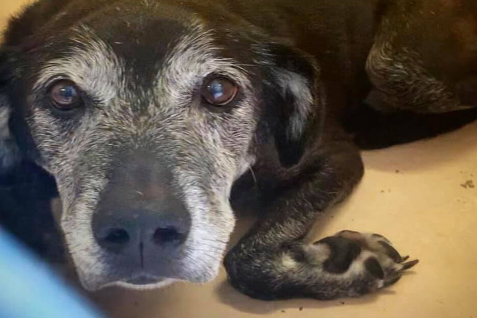 Lucky lebte 14 Jahre lang bei seinem geliebten Herrchen.