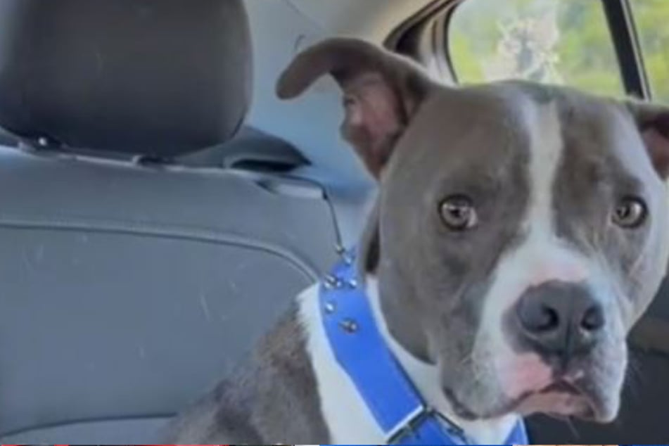 Missing dog found 450 miles from home after two years!