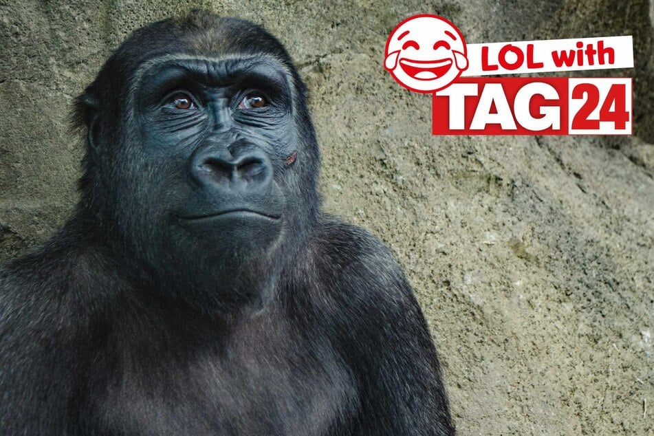 Joke of the Day for April 23, 2026: A killa gorilla knock-knock joke