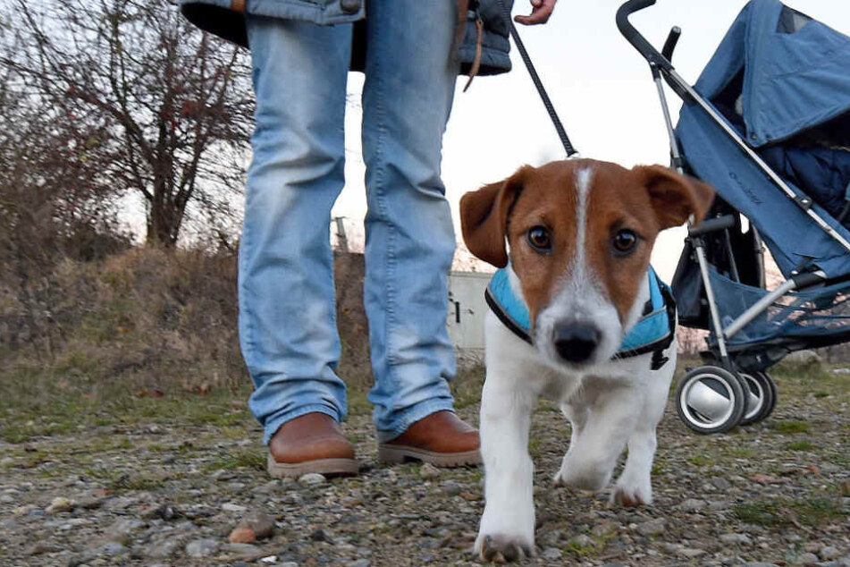 Im neuen Jahr müssen die Hunde an die Leine. (Symbolbild)