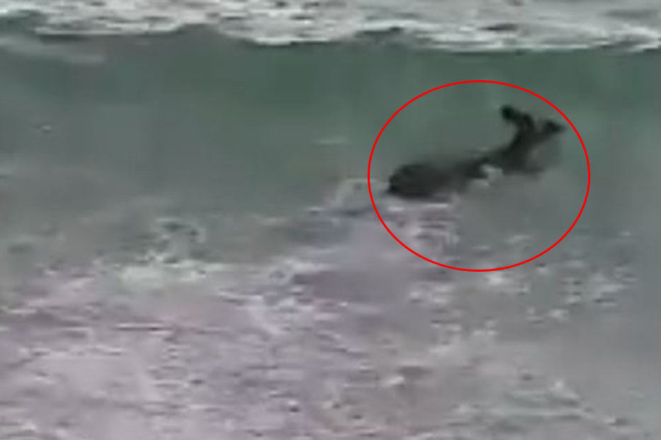 Mittlerweile erholt sich ein Känguru von einem beinahe schiefgelaufenen Ausflug ins Meer.