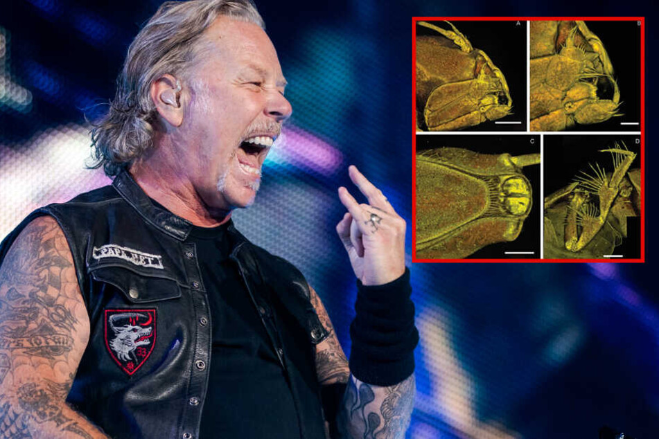 Fotomontage: Metallica-Frontmann James Hetfield (56) und Fotos der Krebsart Macrostylis metallicola.