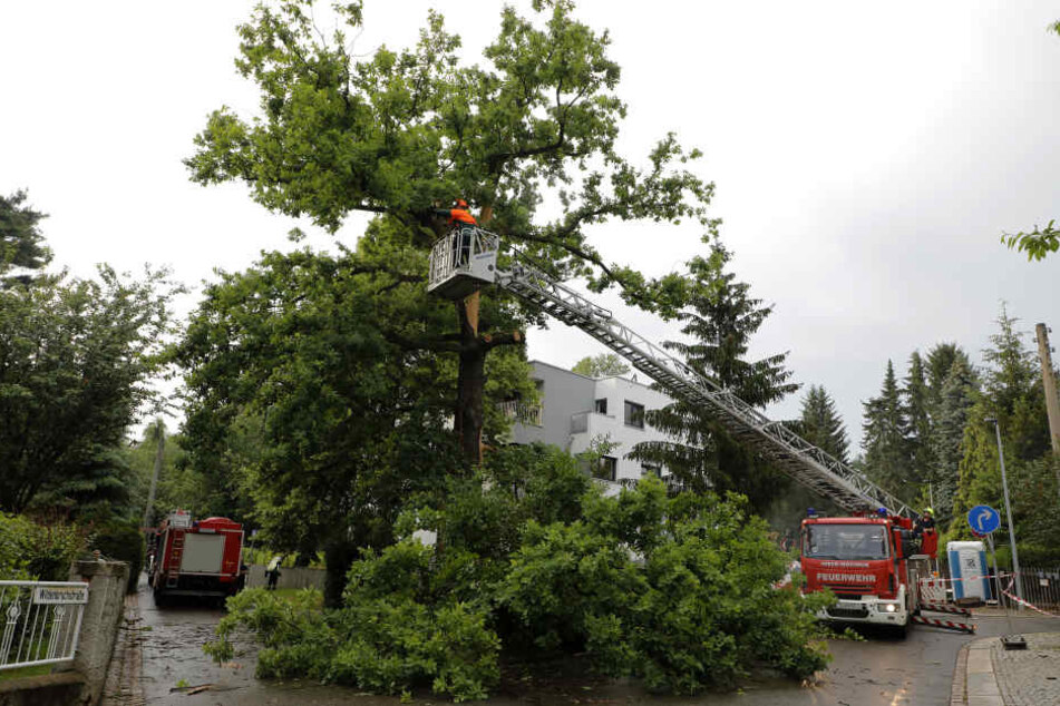 Auch in Chemnitz wütete am Donnerstag ein heftiges Gewitter: In der Wildenbruchstraße schlug ein Blitz in eine Eiche ein.