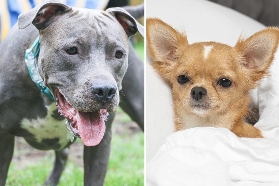 Was passiert, wenn ein Pitbull (links) und ein Chihuahua Nachwuchs zeugen, sieht man bei einer Familie aus Texas. (Symbolbild)