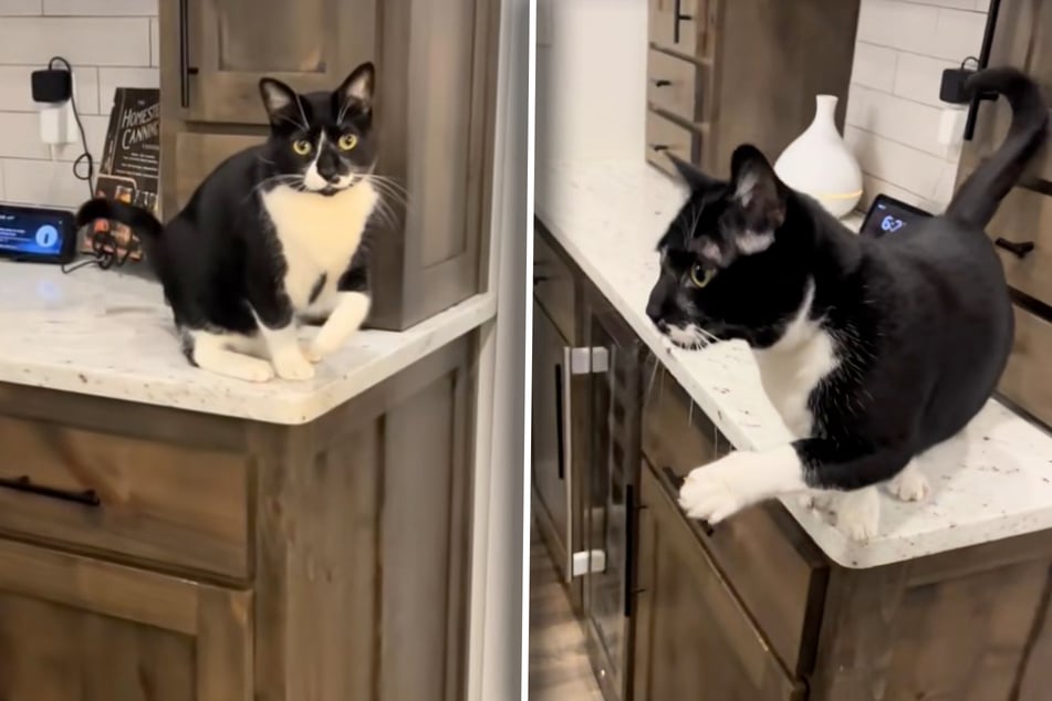 Kater Sammy scheint sich die linke Vorderpfote verletzt zu haben, reckt sie sogar in die Höhe.