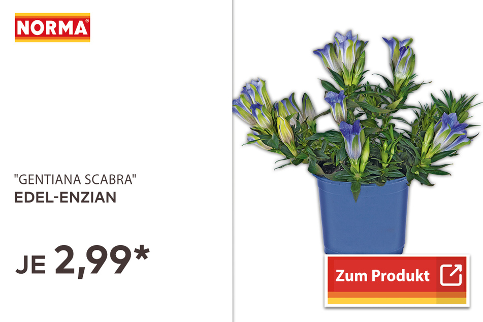 Edel-Enzian für 2,99 Euro