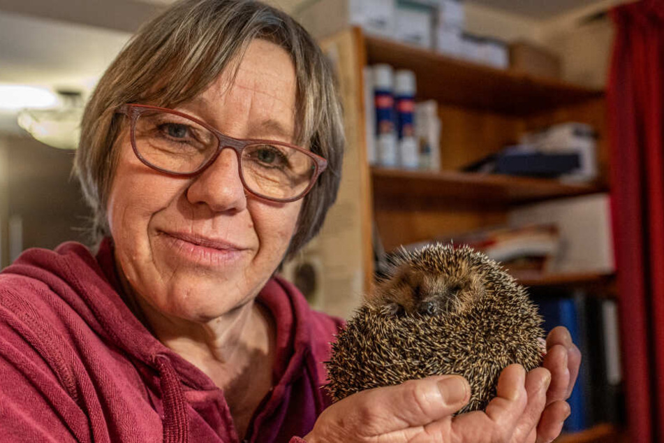 Monika Lüdtke (65) hält einen Igel. Mehr als 140 Igel tummeln sich in der privaten Igel-Hilfsstation der Rentnerin.