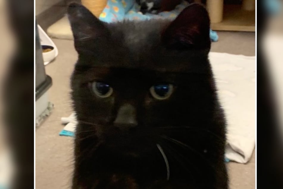 Kater Max ist zwar bereits circa 14 Jahre alt, lässt sich von seinem Alter allerdings nicht großartig einschränken.