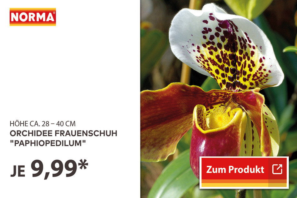 Orchidee Frauenschuh "Paphiopedilum" 9,99 Euro.