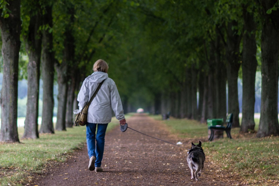 Fühlen sich Hunde im Wald sowie auf Wiesen und Feldwegen wohler? Landhunde scheinen durch mehr Kontakt und Aktivität weniger ängstlich zu sein.