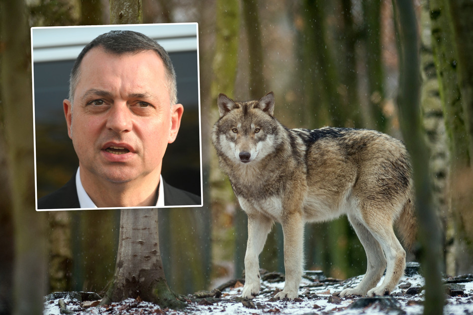 Der Bautzener Landrat Udo Witschas (52, CDU) fordert schnellere Wolfsabschüsse.