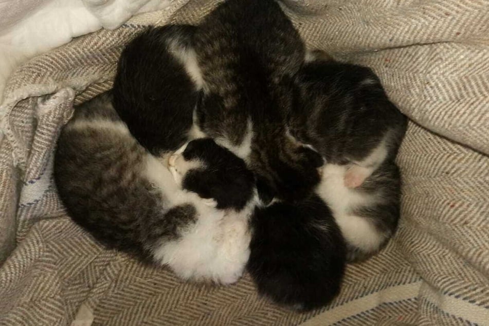 Sechs kleine Kätzchen wurden aus einem Schrottcontainer in Kriebstein gerettet. Nun kämpfen die Katzenbabys um ihr Leben.