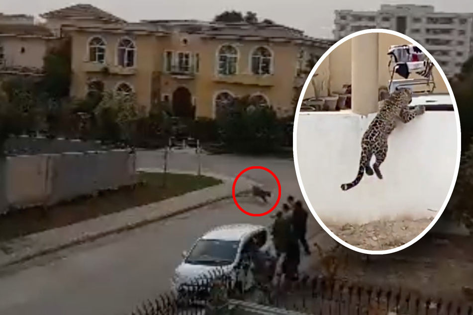 Entlaufener Leopard versetzt Großstadt in Angst und Schrecken - Sechs Verletzte!