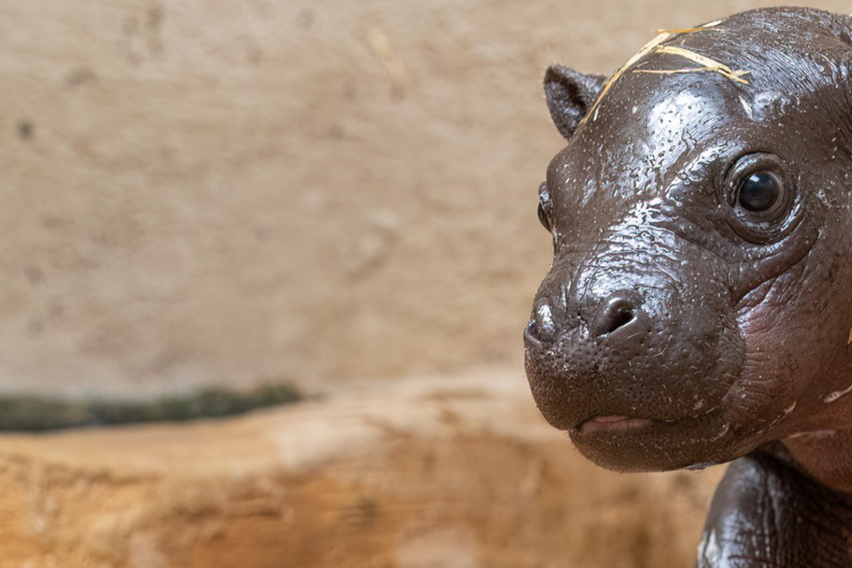 Rare baby hippo makes cute zoo debut in "momentous and exciting moment"