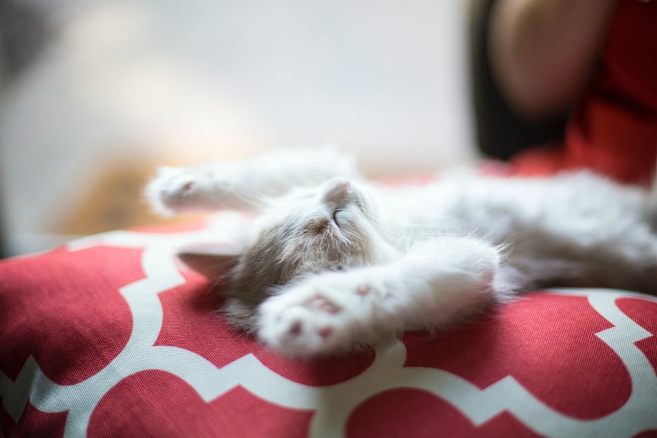 If your cat lets you touch its belly, it's a sign of true affection.