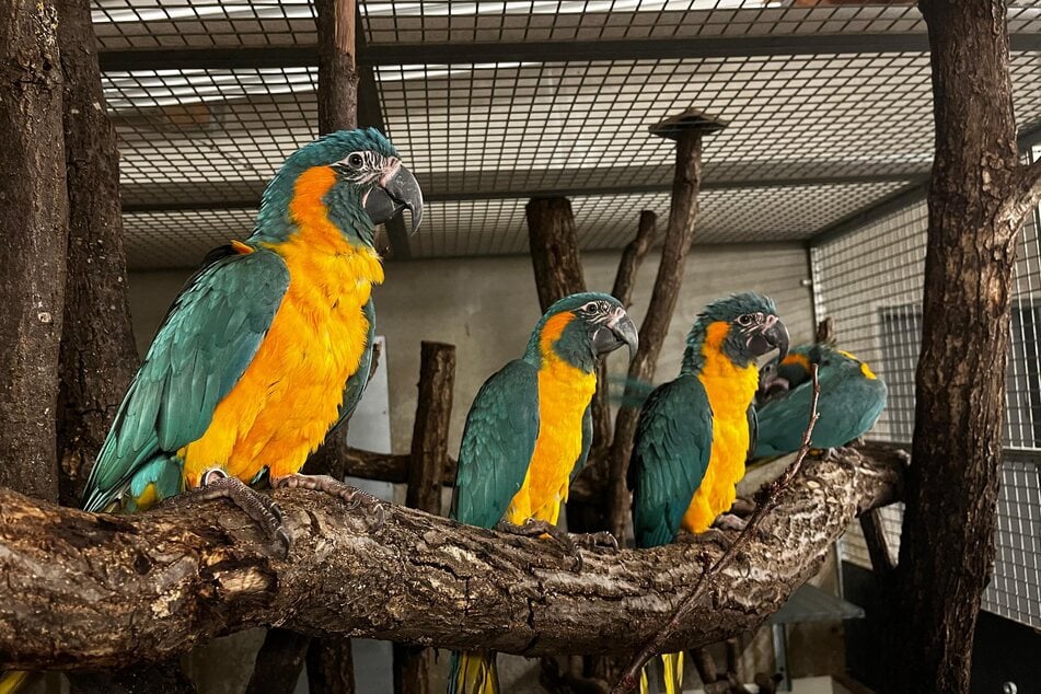 Die ersten Bewohner für die neuen Flugvolieren sind bereits im Zoo eingetroffen.