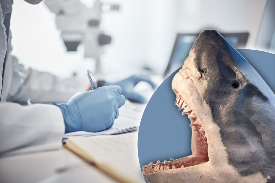 Die ersten "Megalodon"-Zähne tauchten bereits im 18 und 19. Jahrhundert auf.