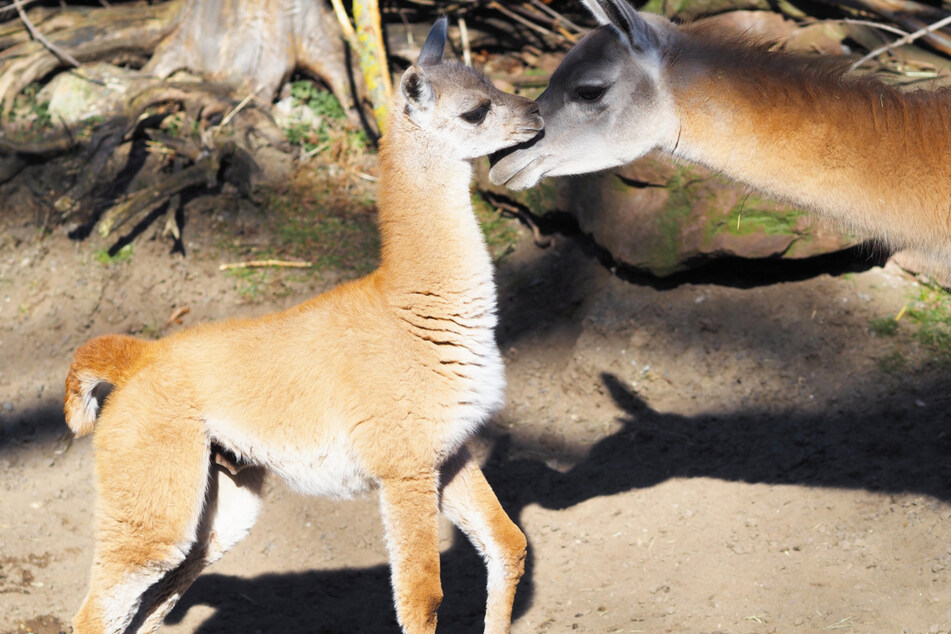 Im Leipziger Zoo gab es Nachwuchs – den Anfang machte am 2. Februar Guanako-Männchen Roland.