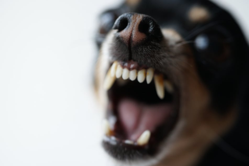 Beim Gassigehen griff der fremde Hund die 24-Jährige an. (Symbolbild)