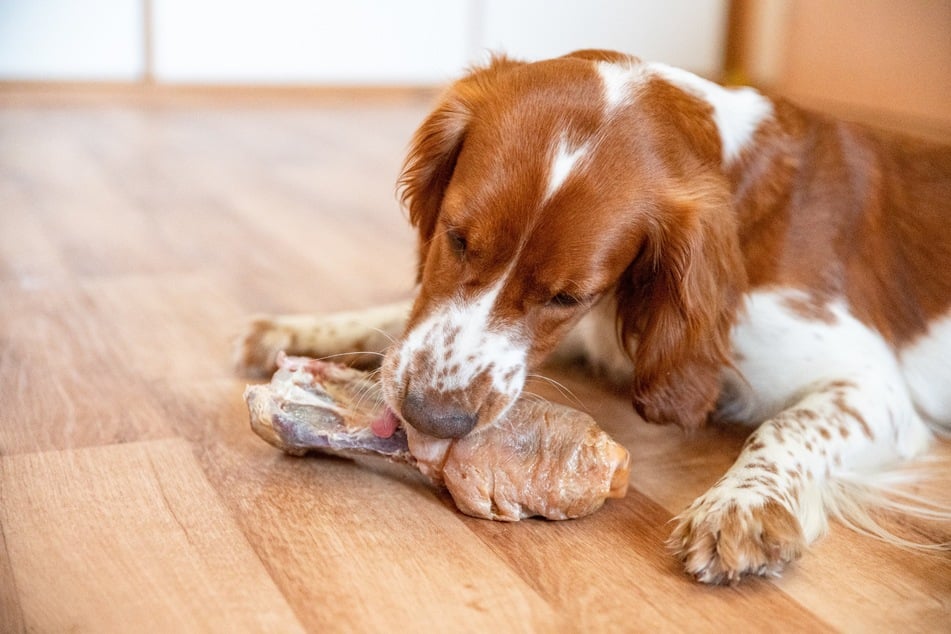 Manche Knochen dürfen Hunde fressen, andere nicht.