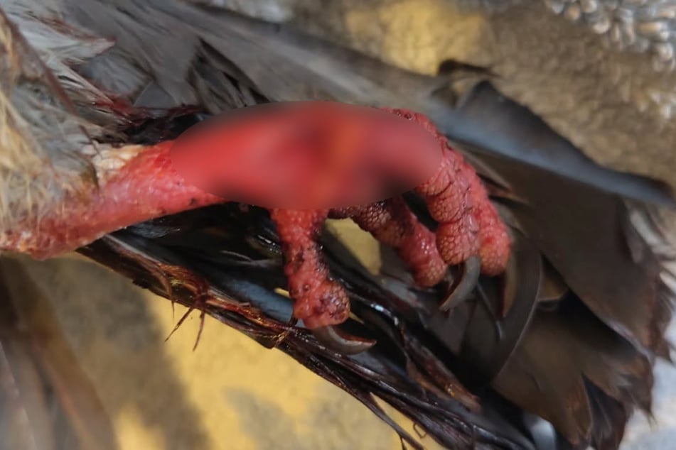 Sie hatte sich schwer am Fuß verletzt.