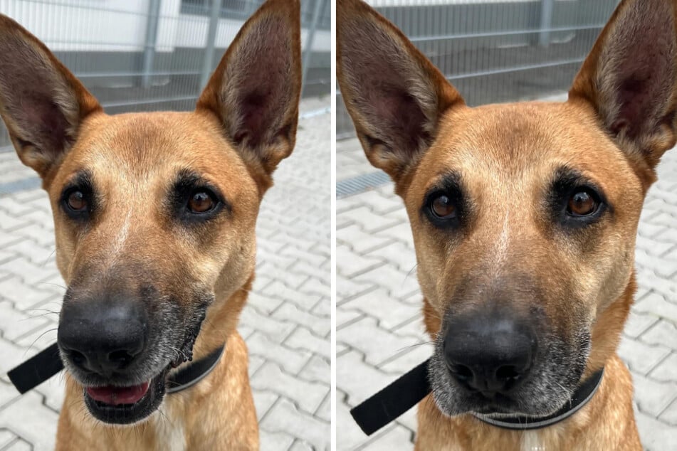 Hund Sam als "gefährlich" eingestuft: Zuckersüßer Racker kämpft um zweite Chance