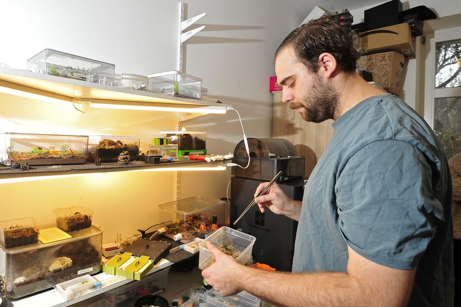 Mit einer Pinzette füttert Sebastian Brück seine Ameisen-Kolonien.