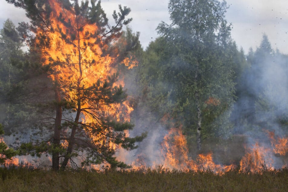 Über zwei Dutzend Waldbrände in Brandenburg: Das waren die erschreckenden Gründe