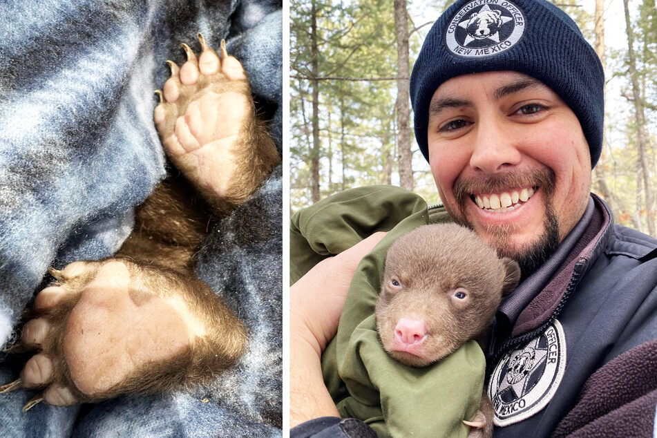 Nach dem Check-Up und einer wärmenden Umarmung durch die Mitarbeiter des Wild und Fisch-Amtes in New Mexico, ging es für die Bärenjunges wieder zurück in ihre Höhlen.