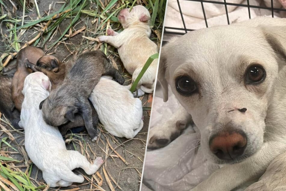 Dog cowers in the bushes to protect precious bundle in puppy rescue mission