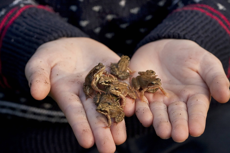 Kleine Hüpfer in guten Händen: Die neuen Frösche sind unterwegs.