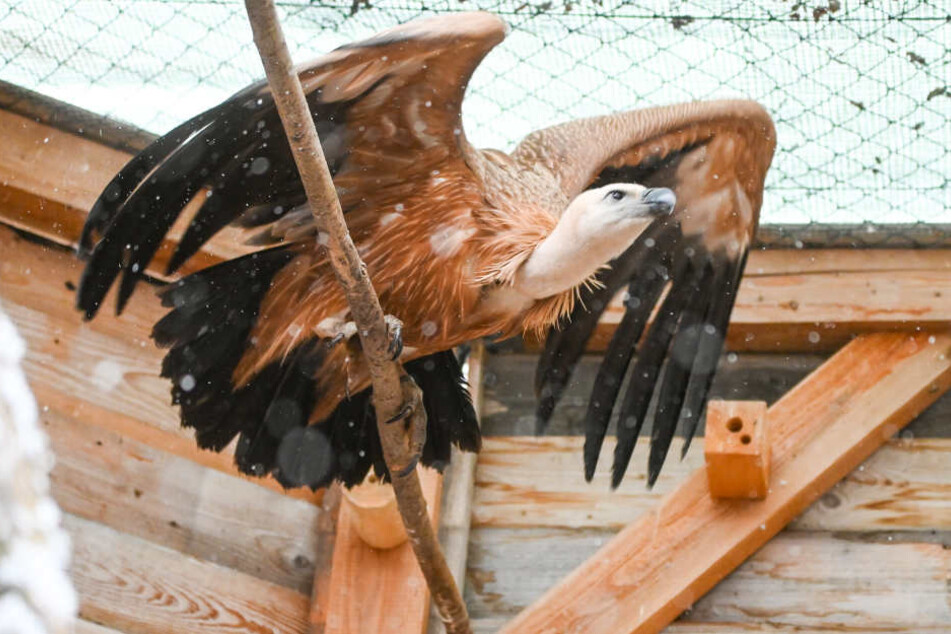 Gänsegeier "Kvarner" muss sich vorm Abflug noch etwas gedulden.