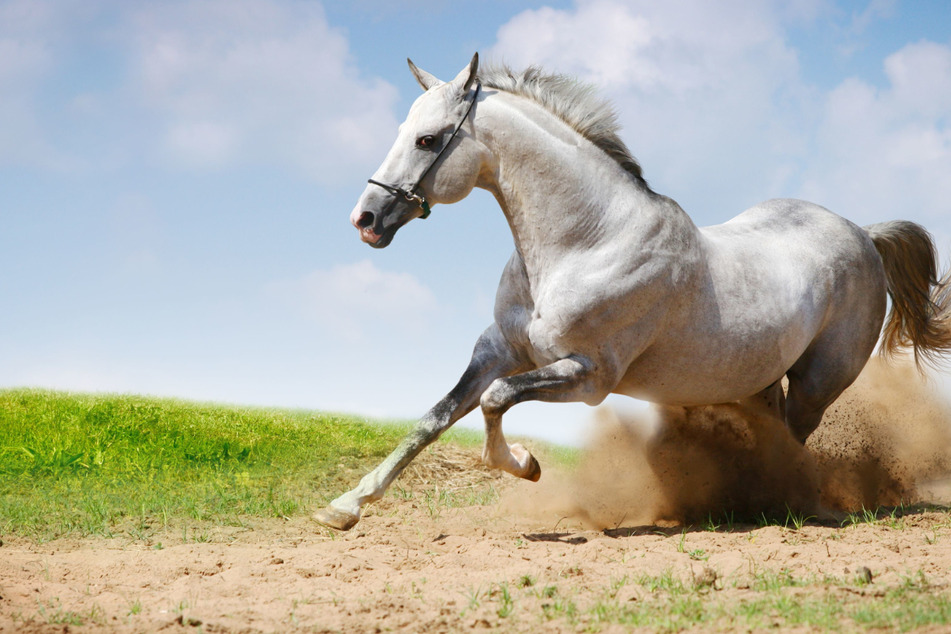 Das Pferd galoppierte wie wild über die B25 auf die A672 (Symbolfoto).