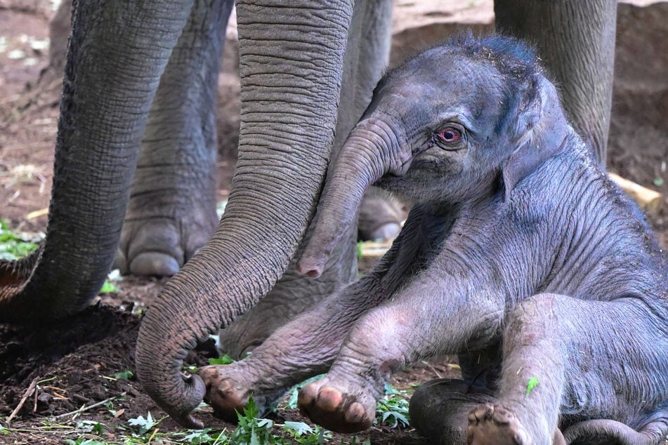 Fans durften abstimmen: So heißt der Baby-Elefant im Kölner Zoo