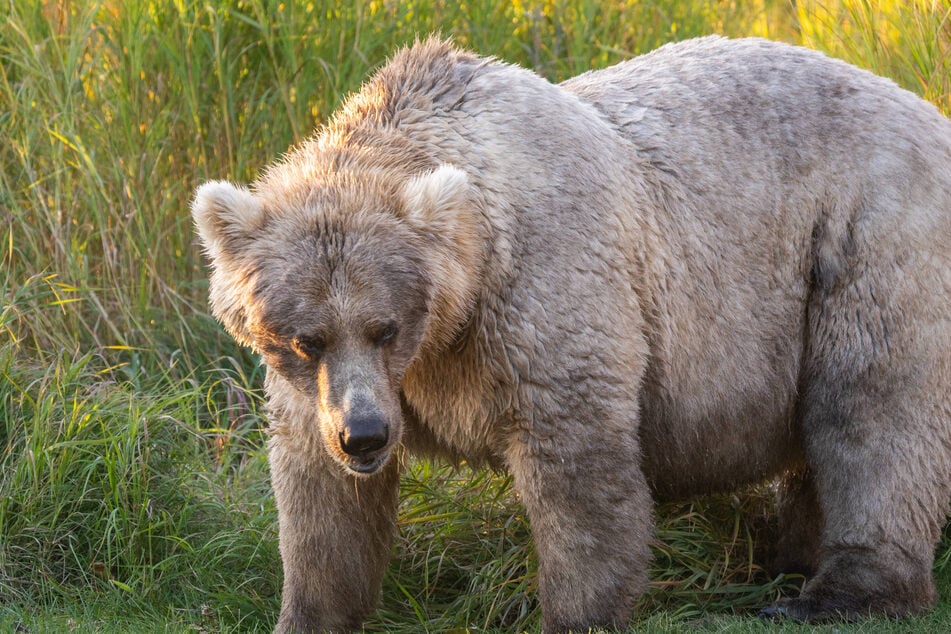 Holly the bear was crowned the winner of Fat Bear Week in 2023.