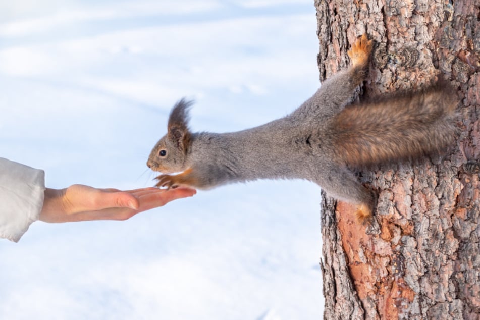 Darf man Eichhörnchen füttern? Im Winter kann das sinnvoll sein.