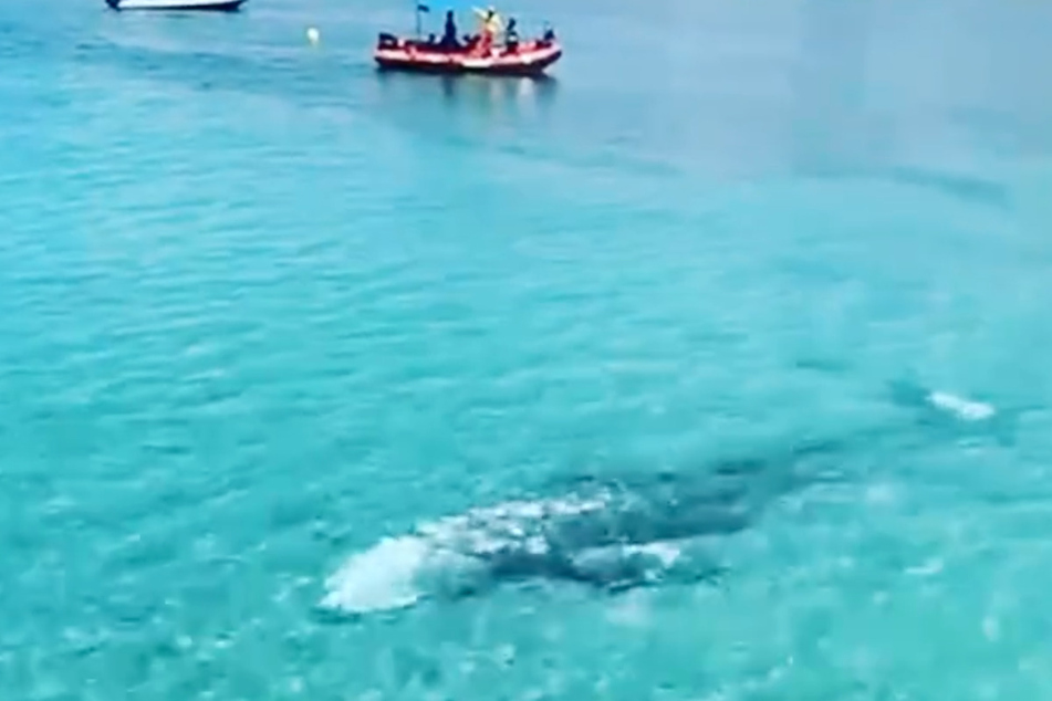 La ballena gris se perdió en Mallorca.