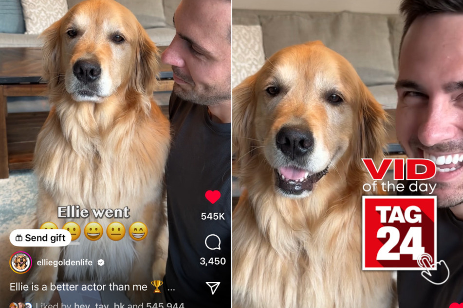 viral videos: Viral Video of the Day for June 29, 2023: Golden retriever goes from seriousness to smiling in seconds!