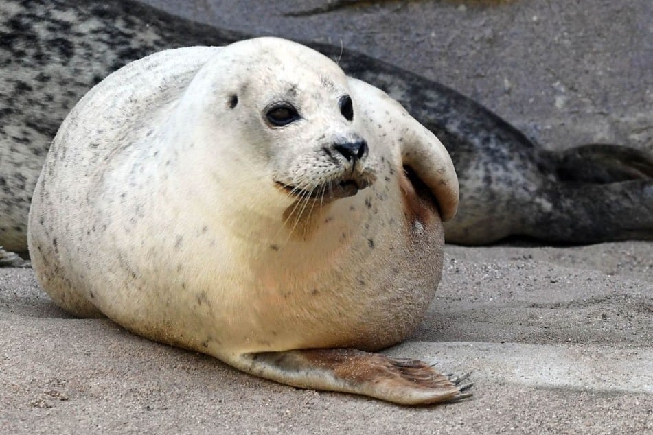 Gina war der letzte Seehund im Karlsruher Zoo.