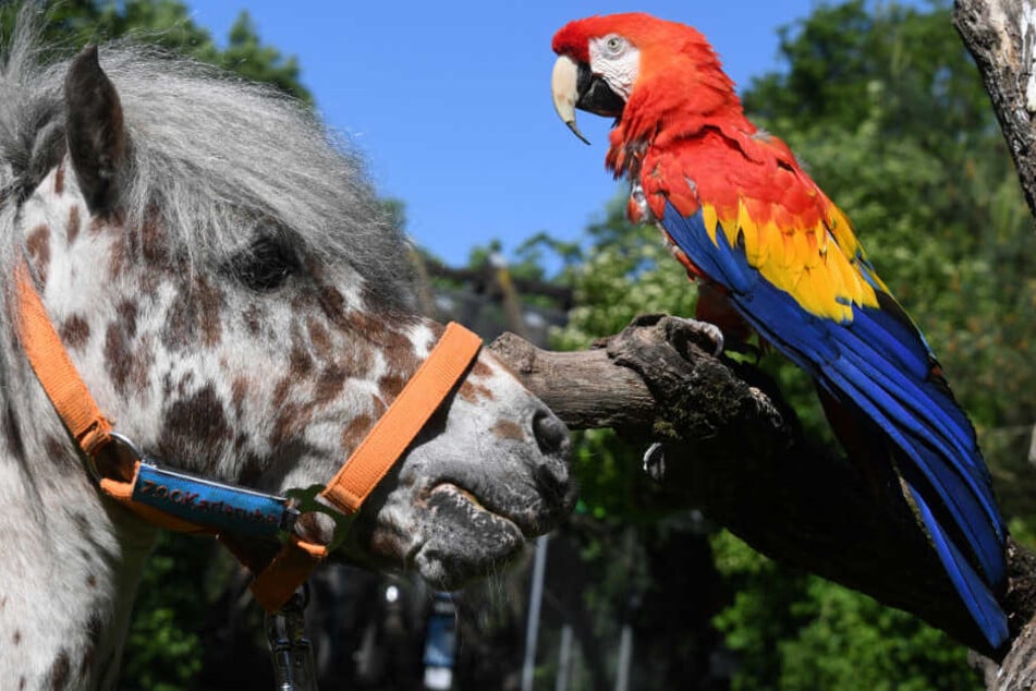 Der berühmte Papagei von Pippi Langstrumpf mit dem Künstlernamen Rosalinda 2017 im Karlsruher Zoo.