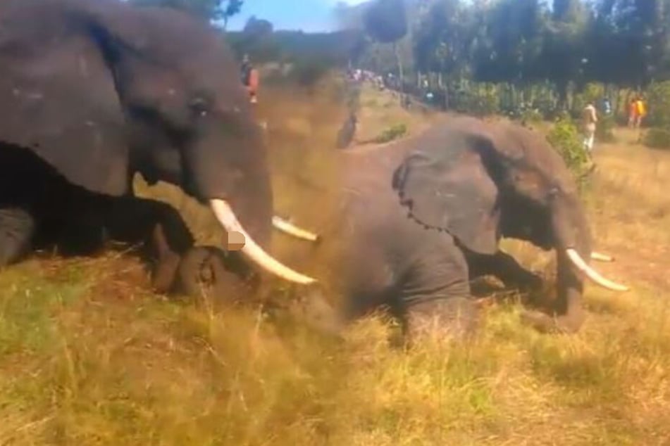 Dorfbewohner fallen über ein in Kenia am Boden liegendes Tier her (Symbolbild).
