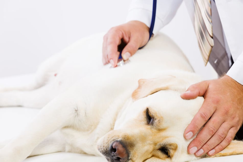 Kranke Hunde können das für Menschen gefährliche Coronavirus nicht übertragen. (Symbolbild)