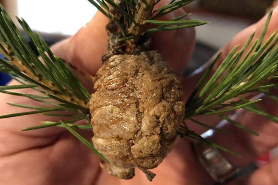 Was fand denn Molly Kreuze da in ihrem Weihnachtsbaum?