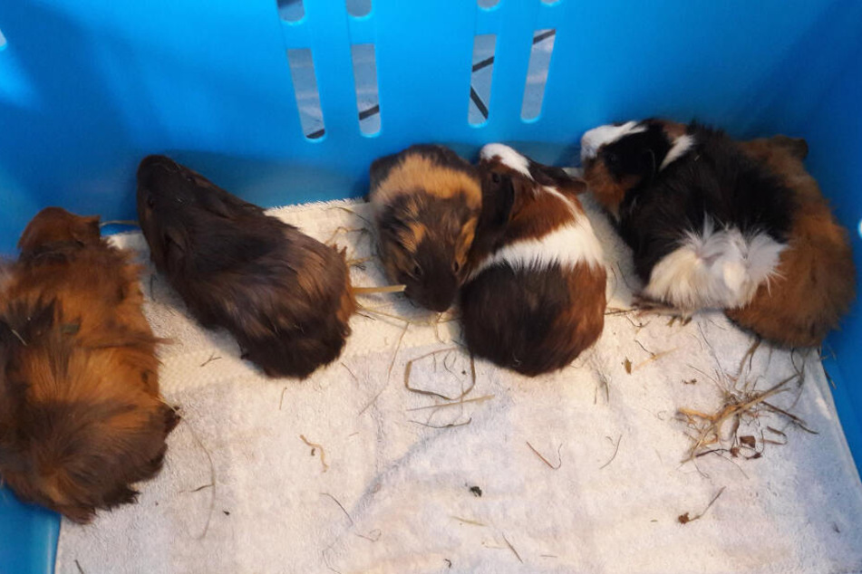 Der Tierschutz-Ring Traunstein kümmert sich nun um die kleinen Nager.